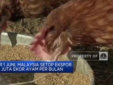 Malaysia Setop Ekspor Ayam Imbas Krisis Pangan