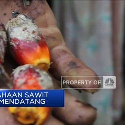 Ditugaskan Jadi 'Pengendali' Minyak Goreng, Ini Jurus Luhut