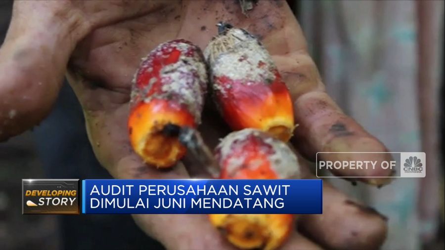 Siap-Siap! Luhut Bakal Audit Perusahaan Sawit