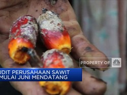 Siap-Siap! Luhut Bakal Audit Perusahaan Sawit