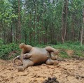 Gajah Bunting Ditemukan Mati di Hutan Riau, Diduga Diracun
