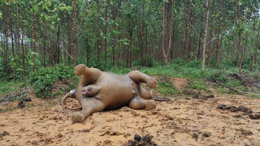 Dalam foto yang dirilis oleh Badan Konservasi Alam (BKSDA) Indonesia, bangkai gajah Sumatera yang hamil, diduga mati karena keracunan, tergeletak di tanah dekat perkebunan kelapa sawit di Bengkalis, provinsi Riau, Indonesia pada 25 Mei , 2022. Pihak berwenang setempat masih menyelidiki penyebab kematian gajah yang terancam punah dan bayinya yang belum lahir. (BKSDA melalui AP)