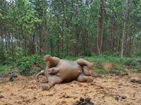 Gajah Bunting Ditemukan Mati di Hutan Riau, Diduga Diracun