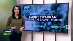 Luhut Titahkan Juragan Sawit Mudik