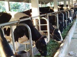 Indonesia Impor 200 Ribu Sapi untuk Pasok Susu Makan Bergizi Gratis