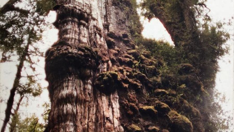 An Alerce (Fitzroya cupressoides) is pictured in a forest at the Alerce Costero National Park in Los Rios, Chile, in this undated photograph. Jonathan Barichivich/Handout via REUTERS THIS IMAGE HAS BEEN SUPPLIED BY A THIRD PARTY.