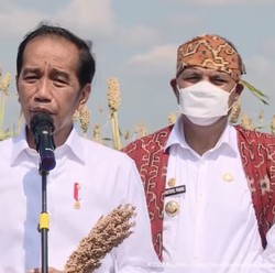 Ini Alasan Genting Berulang Kali Jokowi Suruh Tanam Sorgum