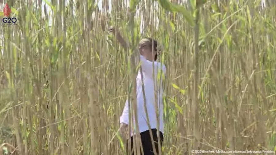 Jokowi Tanam Bibit dan Tinjau Panen Sorgum, Sumba Timur, 2 Juni 2022