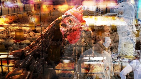 Fenomena Krisis Ayam di Singapura