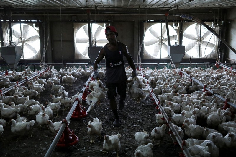 MALAYSIA-INFLATION/CHICKEN-SINGAPORE A worker carries chickens at a poultry farm in Sepang, Selangor, May 27, 2022. Picture taken May 27, 2022. REUTERS/Hasnoor Hussain