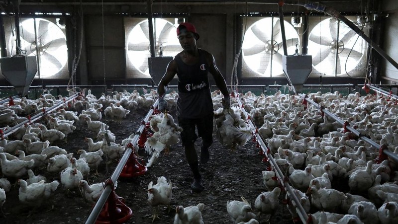 A worker carries chickens at a poultry farm in Sepang, Selangor, May 27, 2022.  Picture taken May 27, 2022. REUTERS/Hasnoor Hussain