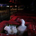 Pengumuman! Singapura Izinkan Impor Ayam dari Indonesia