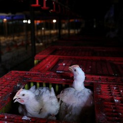 Pengumuman! Singapura Izinkan Impor Ayam dari Indonesia