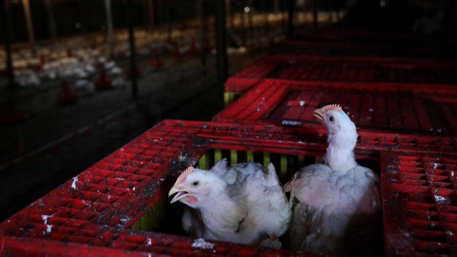 Chickens seen inside a cage at a poultry farm in Sepang, Selangor, May 27, 2022. Picture taken May 27, 2022. REUTERS/Hasnoor Hussain