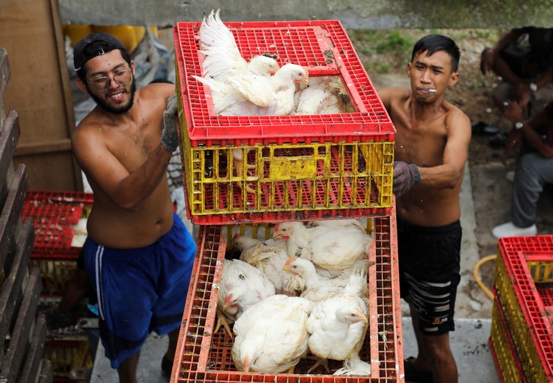 MALAYSIA-INFLATION/CHICKEN-SINGAPORE A worker carries chickens at a poultry farm in Sepang, Selangor, May 27, 2022. Picture taken May 27, 2022. REUTERS/Hasnoor Hussain