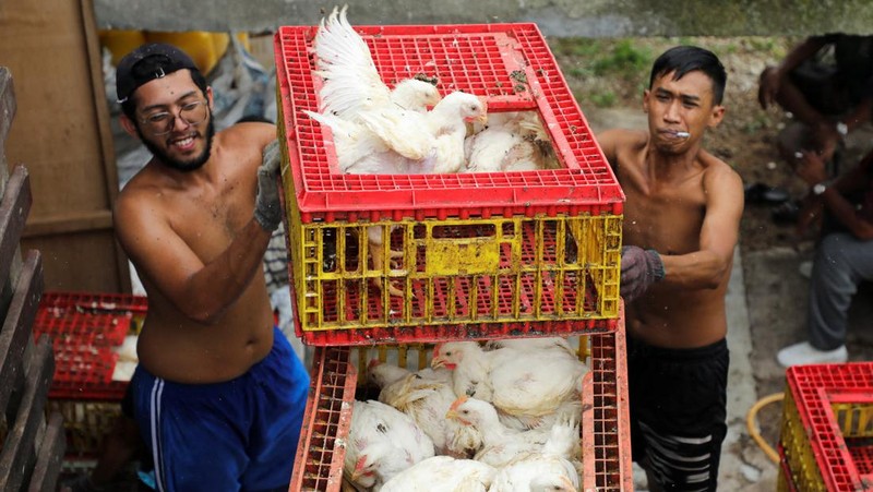 A worker carries chickens at a poultry farm in Sepang, Selangor, May 27, 2022.  Picture taken May 27, 2022. REUTERS/Hasnoor Hussain