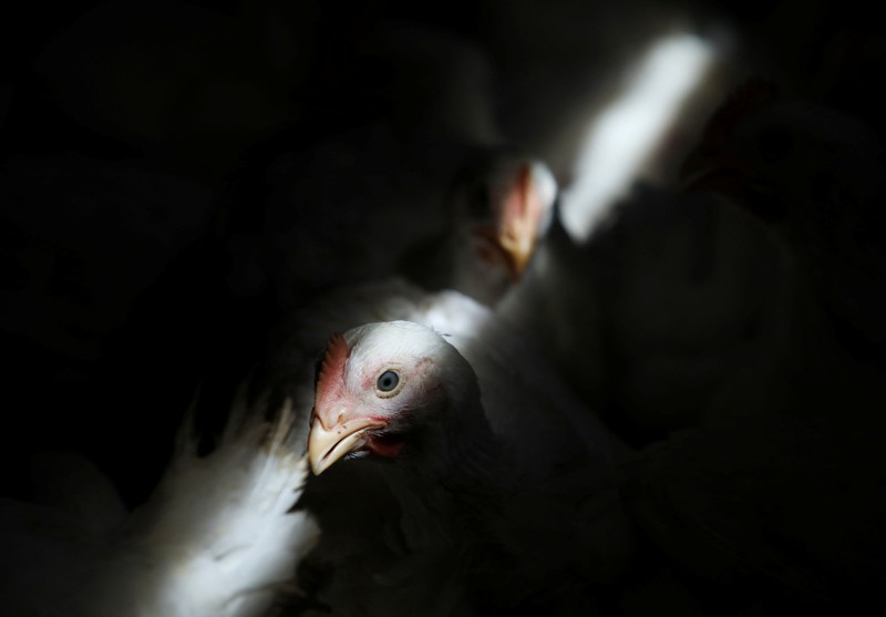 MALAYSIA-INFLATION/CHICKEN-SINGAPORE A worker carries chickens at a poultry farm in Sepang, Selangor, May 27, 2022. Picture taken May 27, 2022. REUTERS/Hasnoor Hussain