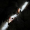 Ini 'Biang Keladi' Singapura Krisis Ayam