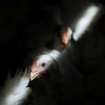 Ini 'Biang Keladi' Singapura Krisis Ayam