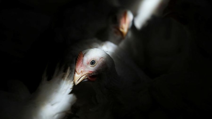 A worker carries chickens at a poultry farm in Sepang, Selangor, May 27, 2022.  Picture taken May 27, 2022. REUTERS/Hasnoor Hussain