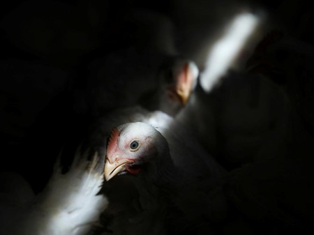 Ini 'Biang Keladi' Singapura Krisis Ayam