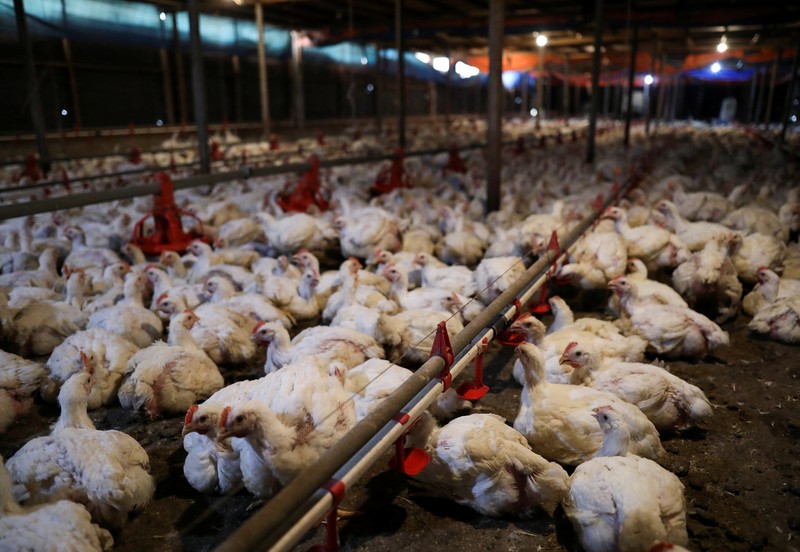 MALAYSIA-INFLATION/CHICKEN-SINGAPORE A worker carries chickens at a poultry farm in Sepang, Selangor, May 27, 2022. Picture taken May 27, 2022. REUTERS/Hasnoor Hussain