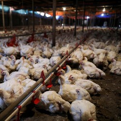 Malaysia Berhasil Lolos dari 'Kiamat' Ayam, tapi...