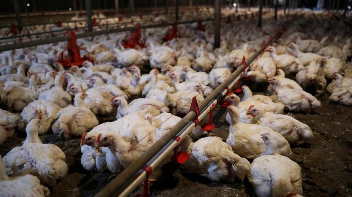 Chickens are seen inside a poultry farm in Sepang, Selangor, May 27, 2022.  Picture taken May 27, 2022. REUTERS/Hasnoor Hussain