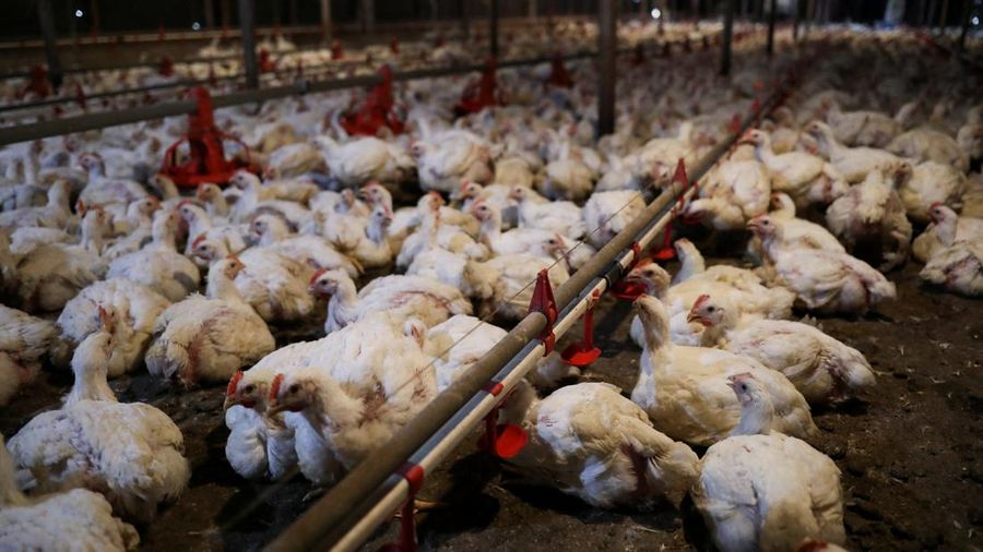 Chickens are seen inside a poultry farm in Sepang, Selangor, May 27, 2022. Picture taken May 27, 2022. REUTERS/Hasnoor Hussain