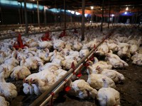 Lolos dari 'Kiamat', Kini Malaysia Surplus Ayam