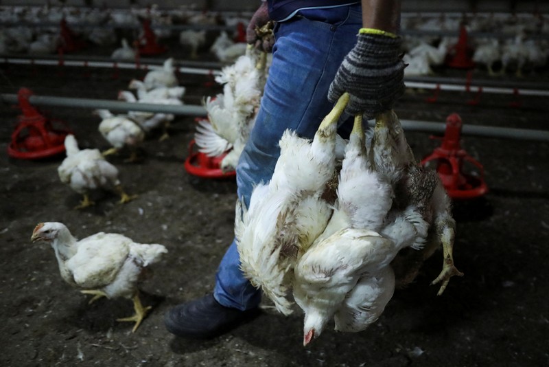 MALAYSIA-INFLATION/CHICKEN-SINGAPORE A worker carries chickens at a poultry farm in Sepang, Selangor, May 27, 2022. Picture taken May 27, 2022. REUTERS/Hasnoor Hussain