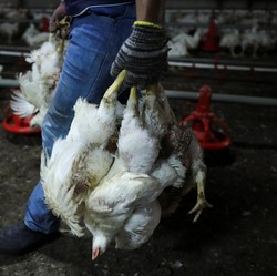 Singapura Krisis Pasokan Ayam, RI Siap Jadi Penolong