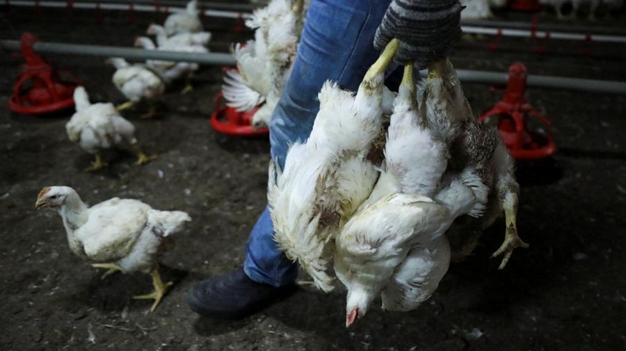 A worker carries chickens at a poultry farm in Sepang, Selangor, May 27, 2022. Picture taken May 27, 2022. REUTERS/Hasnoor Hussain