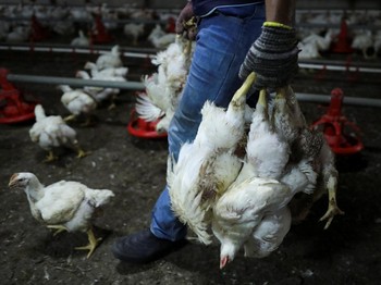 Singapura Krisis Pasokan Ayam, RI Siap Jadi Penolong