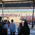 Potret Jokowi & Iriana Nonton Ekshibisi Pacuan Kuda di NTT