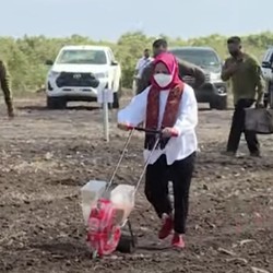 Saat Sneakers Seharga Rp10 Juta Iriana Dipakai Bajak Sawah
