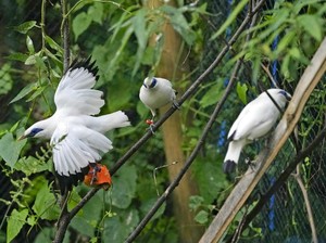 Peneliti Identifikasi Ciri Fisik Burung yang Rentan Punah, Apa Saja?
