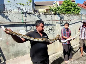 Makan Ternak Warga di Bogor, Ular Sanca 3 Meter Dievakuasi Damkar