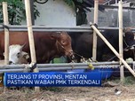 Sudah Terjang 17 Provinsi, Mentan Jamin PMK Terkendali