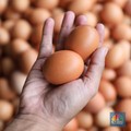 'Kiamat' Telur Serang Negara Ini, Warga Berlomba Ternak Ayam
