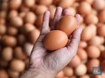Wabah Ini Hantam Eropa, Inggris Diterpa 'Kiamat' Telur