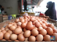 Harga Migor Sudah Benar-Benar Turun, Eh Telur Malah Nanjak