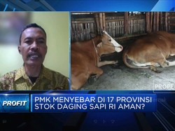 Tingkat Penularan 90%, Pengamat Ingatkan Bahaya PMK Ternak