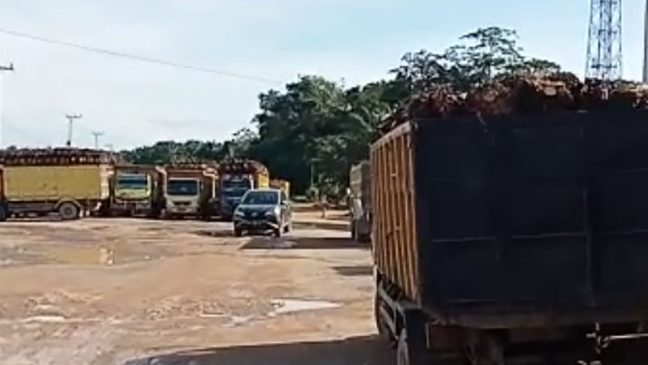 Antrean truk kelapa sawit di Kalimantan Tengah (Tangkapan layar Apkasindo)