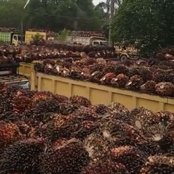 Saham CPO Panen Cuan, SSMS-SIMP Cs Naik Berjamaah