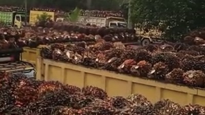Antrean truk kelapa sawit di Kalimantan Tengah (Tangkapan layar Apkasindo)
