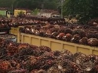 Ini Ternyata Provinsi Paling Tajir Lumbung Minyak Sawit RI