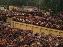 Ramalan Harga CPO 2023, Pesta 'Durian Runtuh' RI Selesai?
