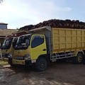Hijau 3 Hari Beruntun, Harga CPO Siap Lanjut Balik Tren?