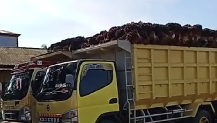 Antrean truk kelapa sawit di Kalimantan Tengah (Tangkapan layar Apkasindo) Antrean truk kelapa sawit di Kalimantan Tengah (Tangkapan layar Apkasindo)